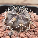 Copiapoa grandiflora "Black Stem"