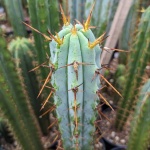  4cuz