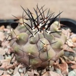 Copiapoa dealbata JN2360