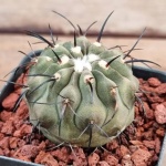 Copiapoa dealbata JN 2308 #1