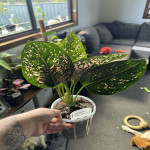 Aglaonema Pink Dalmatian