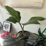  Bird of Paradise  Healthy & Fast Growing 