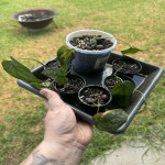 Monstera Siltepecana  Mini Small & Established Pots Available