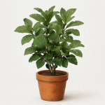 Ocimum basilicum Fermo/Farmorole