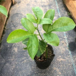 Passion Fruit Tree Seedling